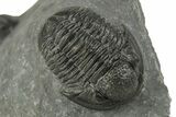Two Detailed Gerastos Trilobite Fossils - Morocco #243809-2